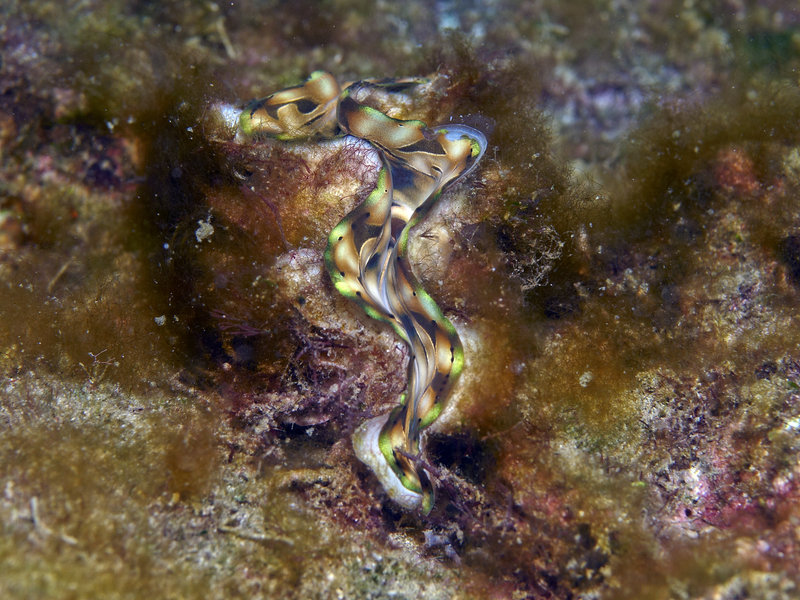 Shells, Dugon Wall